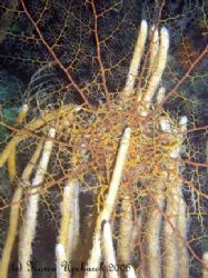 While night diving almost swam into this beauty. Basket Star by Karen Upchurch 